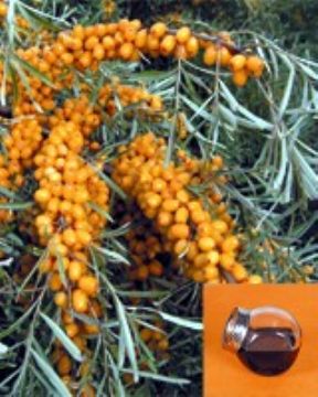 Seabuckthorn Oil